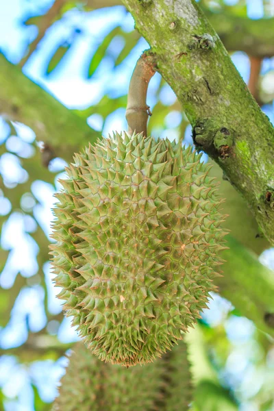 Durian tropiska frukter — Stockfoto