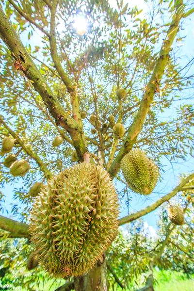 태국에서 열 대 과일 두리안 — 스톡 사진