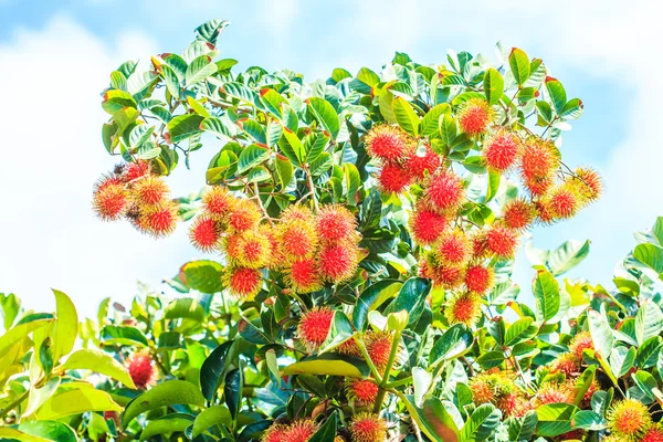 Rambutan-Früchte in Thailand — Stockfoto