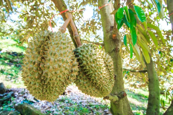 Durian τροπικά φρούτα στην Ταϊλάνδη — Φωτογραφία Αρχείου