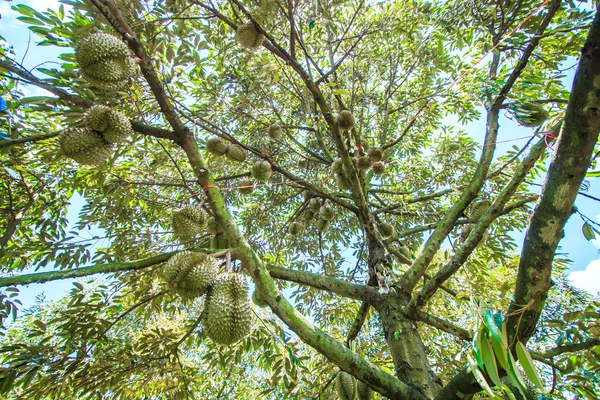 Durian owoców tropikalnych w Tajlandii — Zdjęcie stockowe