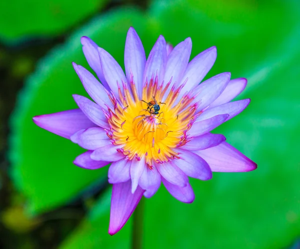 Bela flor de lótus — Fotografia de Stock