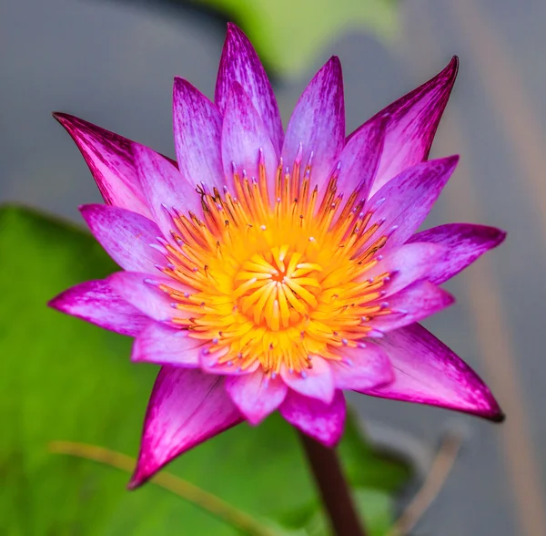 Hermosa flor de loto — Foto de Stock