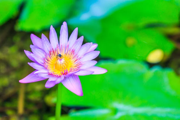 Bela flor de lótus — Fotografia de Stock