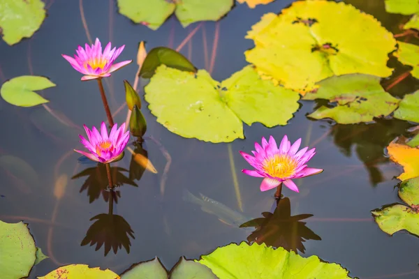 Lindas flores de lótus — Fotografia de Stock