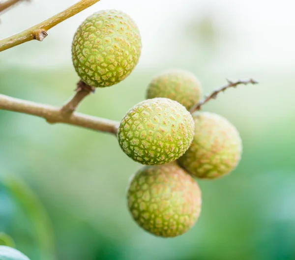 Longan på det gröna trädet — Stockfoto