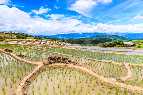 Рисовые поля в Па Понг Пеанг — стоковое фото