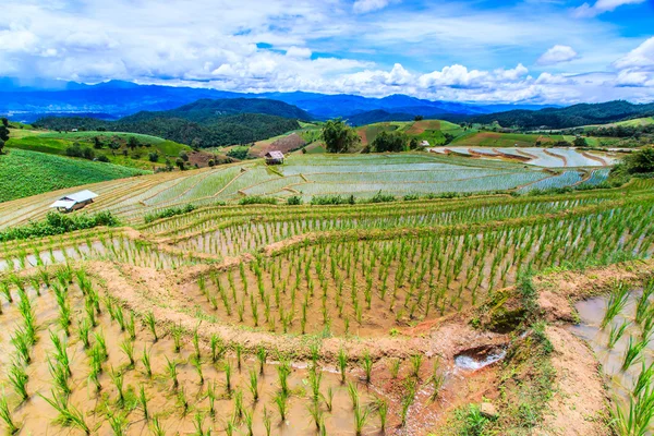 Campos de arroz en Pa Pong Peang — Foto de Stock