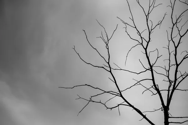 Fundo árvore morta — Fotografia de Stock