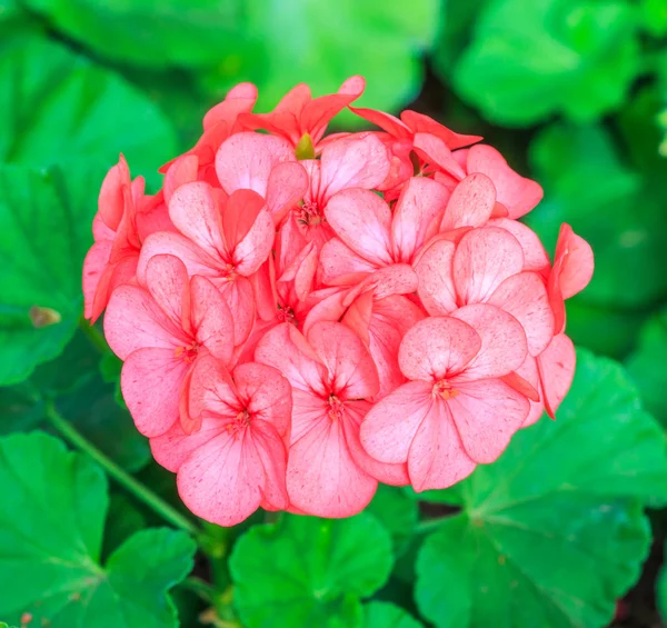 분홍빛 히드라게아 꽃 — 스톡 사진