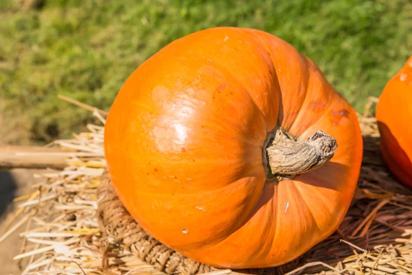 Abóbora laranja fresca — Fotografia de Stock