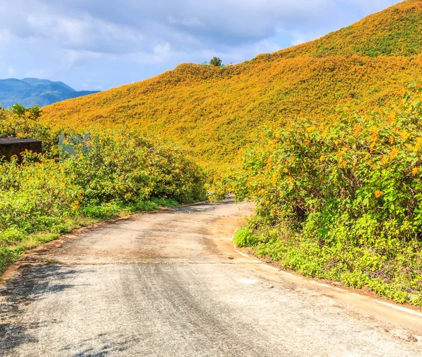 Road and beautiful flowers — Stock Photo, Image