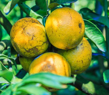 Çiftlikte portakal ağacı