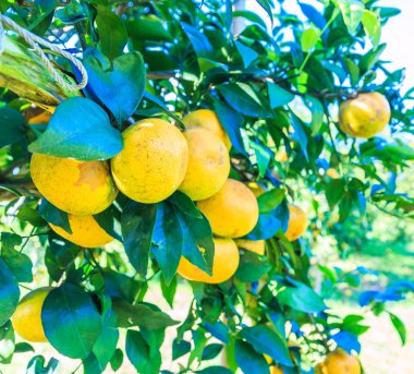 Çiftlikte portakal ağacı