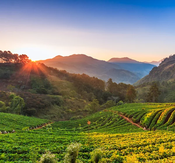 Giardino delle fragole Doi Ang Khang — Foto Stock