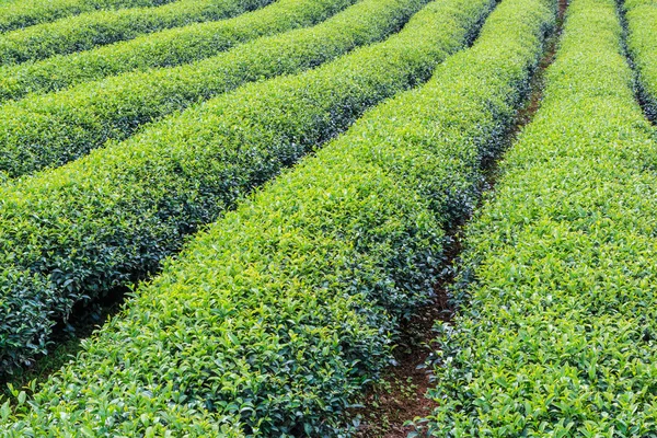 Paisagem de plantação de chá verde — Fotografia de Stock