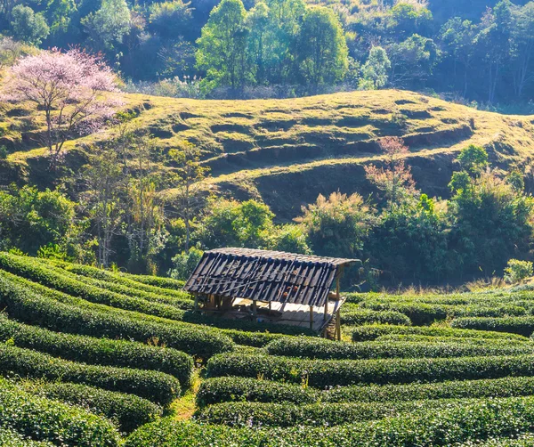 Teeplantage in Chiang Mai, Thailand — Stockfoto