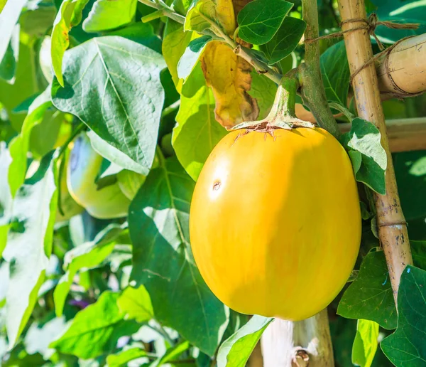 Äggplantor i grönskande trädgård — Stockfoto