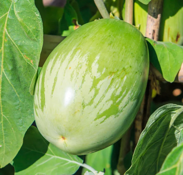Green Eggplant in garden — Stock Photo, Image