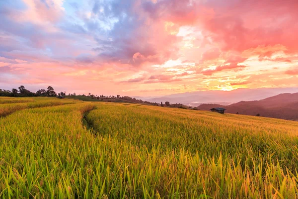 Campo Paddy em Mae Jam Village — Fotografia de Stock