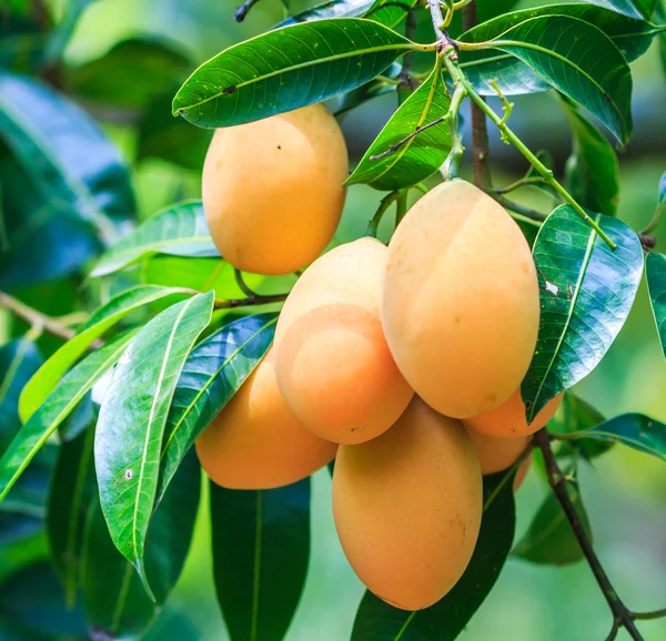 Švestky Mango v Thajsku — Stock fotografie