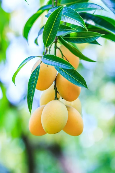 Ciruelas Mango en Tailandia — Foto de Stock