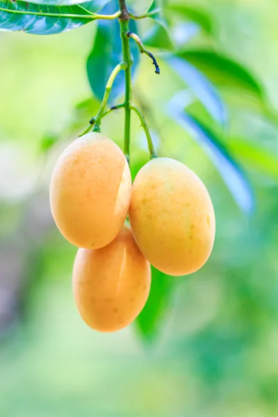 Ciruelas Mango en Tailandia — Foto de Stock