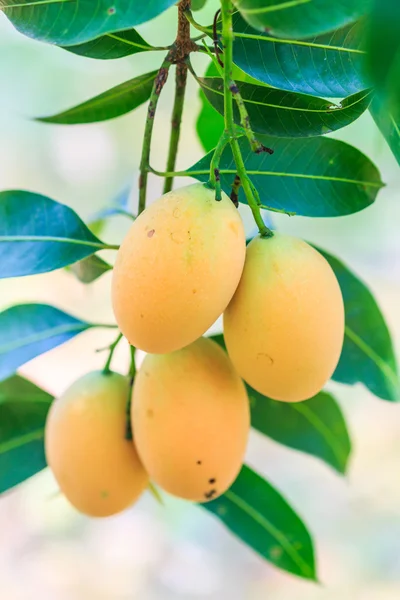 Ciruelas Mango en Tailandia — Foto de Stock