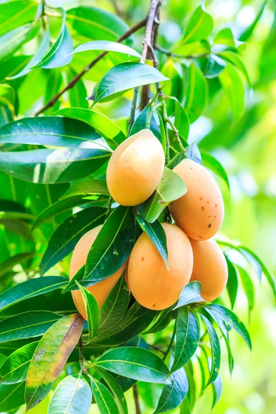 Plums Mango in Thailand — Stock Photo, Image