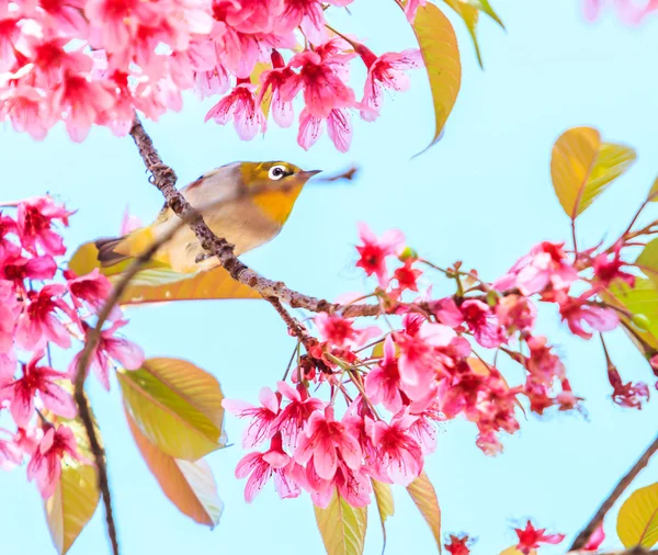 Oiseau sur fleur de cerisier — Photo