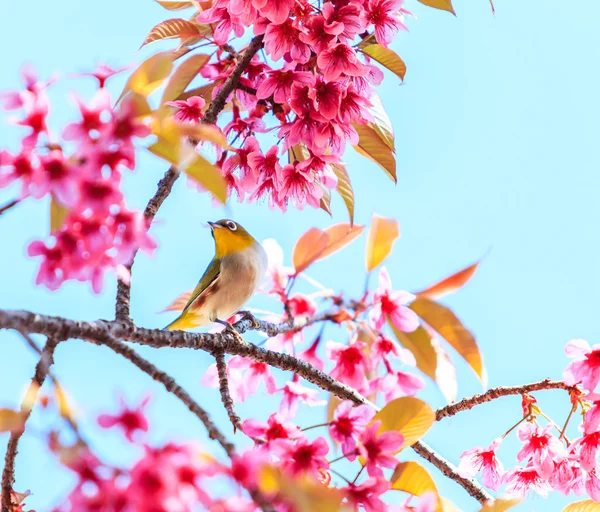 Vogel auf Kirschblüte — Stockfoto