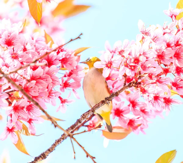 Vogel op kersenbloesem — Stockfoto