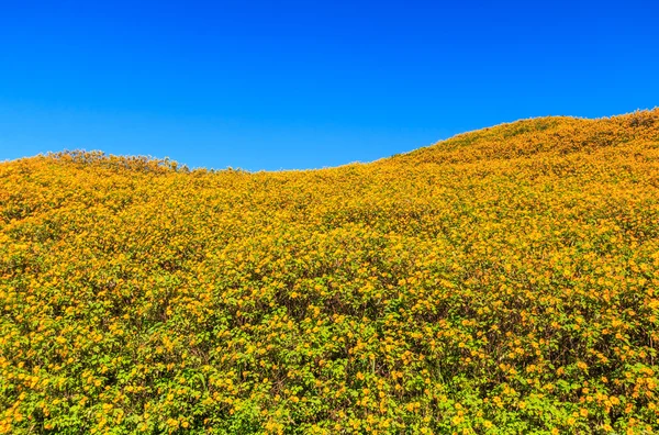 Girasoles mexicanos en el campo — Foto de Stock