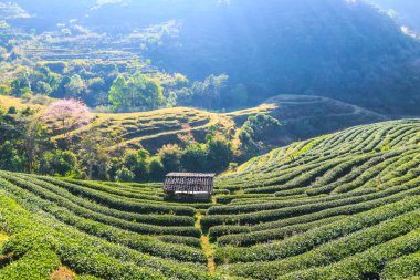 Çay plantasyon içinde Chiang Mai
