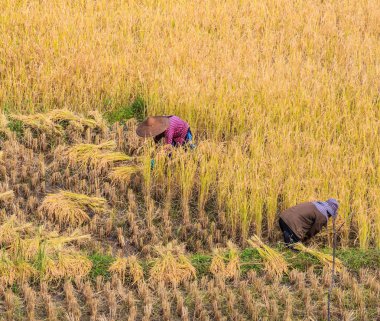 Tayland çiftçiler Maehongson ili