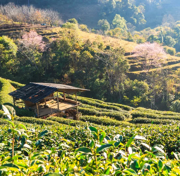 Plantação de chá em Chiang Mai — Fotografia de Stock