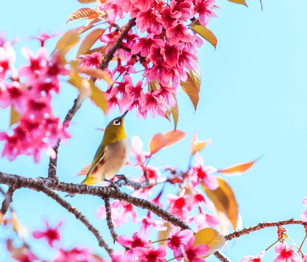 Uccello in fiore di ciliegio — Foto Stock