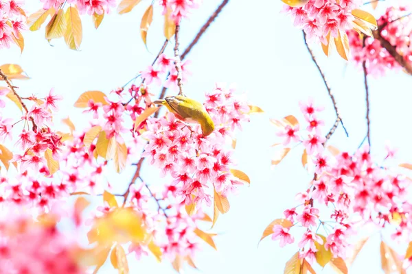 Pássaro em flor de cereja — Fotografia de Stock