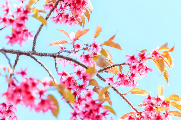 Πουλί σε άνθη κερασιάς — Φωτογραφία Αρχείου