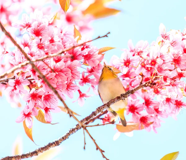 桜の鳥 — ストック写真