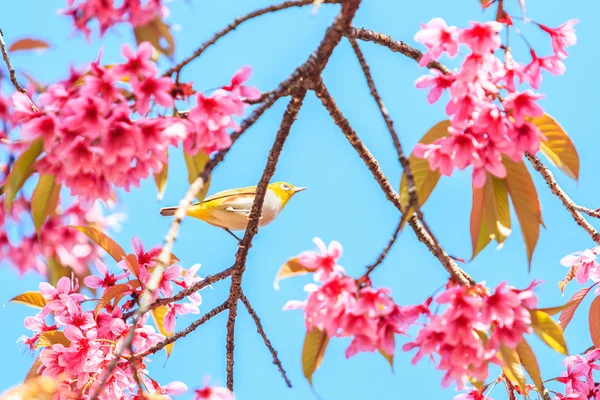 Fågel på körsbärsblomma — Stockfoto