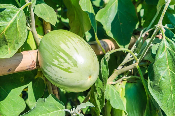 Vegetais de berinjela verde — Fotografia de Stock