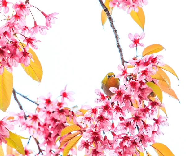 Pták na višňovém květu — Stock fotografie