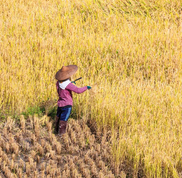Thailand bonde i Maehongson provinsen — Stockfoto