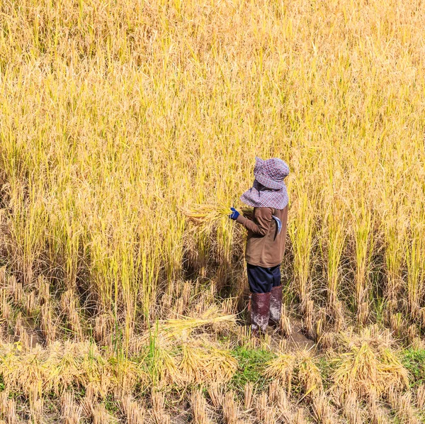 Agricultor de Tailandia en la provincia de Maehongson — Foto de Stock