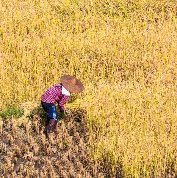 Agricultor de Tailandia en la provincia de Maehongson — Foto de Stock