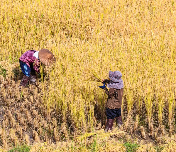 Tailândia Agricultores na província de Maehongson — Fotografia de Stock