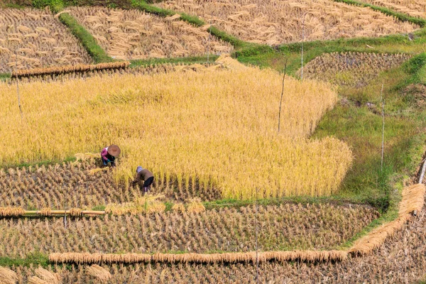 Thajsko zemědělci v provincii Maehongson — Stock fotografie