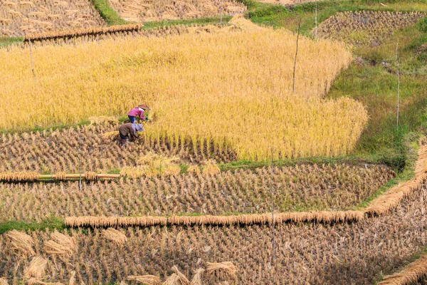 Tailândia Agricultores na província de Maehongson — Fotografia de Stock