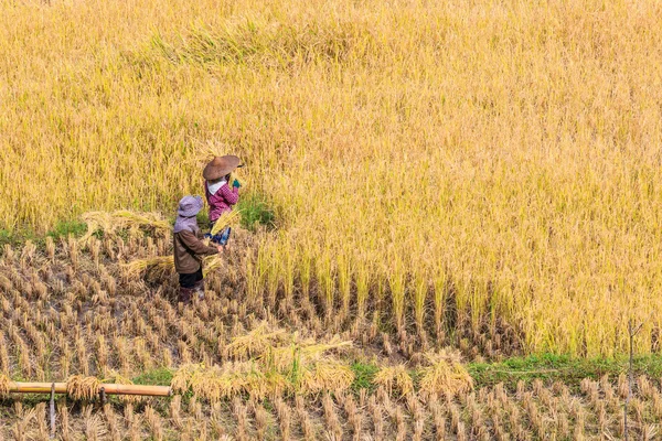 Campesinos de Tailandia en la provincia de Maehongson — Foto de Stock